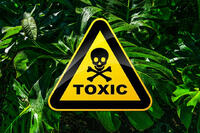 Plante toxice pentru nimfă