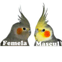 Diferențe culori față între mascul și femelă