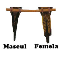 Diferențe cozi între mascul și femelă